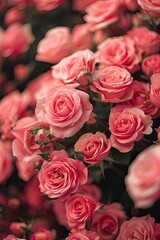 Soft focus on a dense cluster of delicate pink roses.