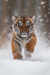 tiger cub running on the snow