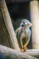 Squirrel Monkey at Colchester Zoo