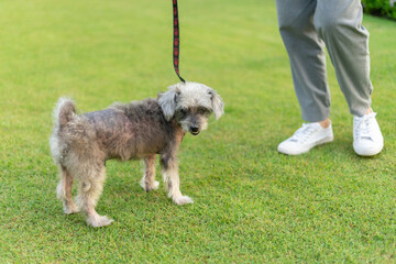 The owner is taking the dog for a walk in the park by tying a leash to prevent loss. Lady playing with old dog. Adopted, Hugs and kiss, Care, Friendship, Casual style, Happy, Positive.