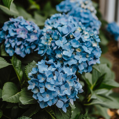Vibrant Blue Hydrangea Bush in Full Bloom