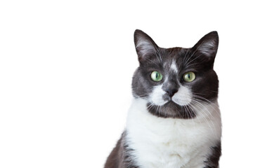 Portrait of a charming, elegant, very beautiful gray-white cat.