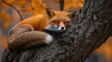 Naklejka premium Fox Napping Aloft: Stunning Photos Capturing a Red Fox Resting on a Tree Canopy.