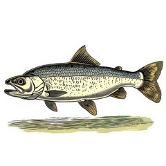 Naklejka premium Colored picture of fish, woodcut, old vintage style, hand drawn simple graphics, isolated on white background