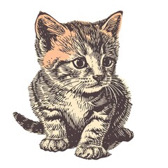 Colored picture of kitten, woodcut, old vintage style, hand drawn simple graphics, isolated on white background