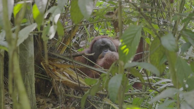 an adult male orangutan sits on the ground and eats rattan palm in the rainforest of gunung leuser national park on sumatra, indonesia
