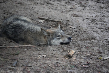 wolf sleepin gon the floor in a hole