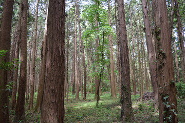 スギの木 針葉樹林 © FRANK