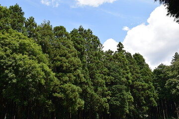 スギの木 針葉樹林