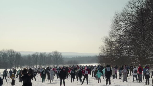 A large number of people of different ages with numbers on their backs are skiing on a sunny snow field at ski competitions in a dense crowd next to the forest. High quality 4k footage