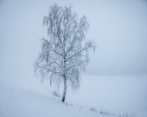 Fototapeta na wymiar Birch tree in winter fog