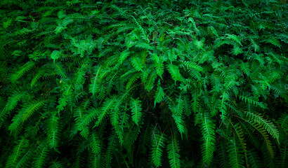A lot of ferns growing
