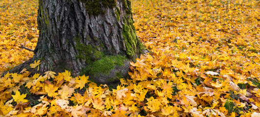 autumn leaves on the ground