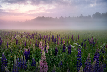 Field of lupine flowers in Sweden during foggy morning