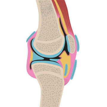 Anatomy of the human knee joint. Sectional view of the leg. Medical design. Vector illustration.