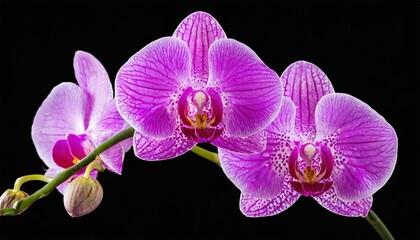 purple orchid flower isolated on transparent background