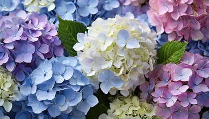 Keuken spatwand met foto background of pretty blue lilac white and pink hydrangea flowers © Alexander