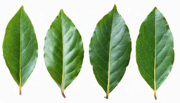 Bay Leaf Set On A White Background Laurel Leaves Isolated On A White Background