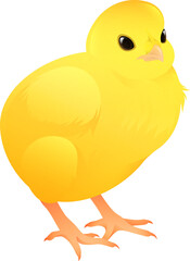 Baby Chick Angle View