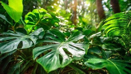 intricate beauty of rainforest jungla tropical forest with big monstera leaves stunning green horizontal background 2 warm lights key visual