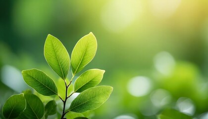 close up of beautiful nature view green leaf on blurred greenery background under sunlight with bokeh and copy space using as background natural plants landscape ecology wallpaper concept