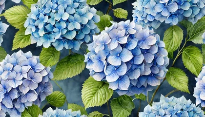 Fototapeten seamless pattern with beautiful hydrangea blue flowers © Alexander