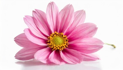 beautiful pink flower isolated on white background