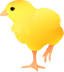 Baby Chick Side View