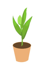 Tulip sprout in a pot