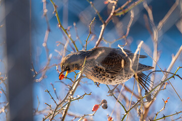Fieldfare eating a berry in a bush.