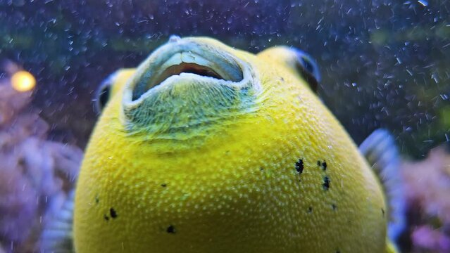 Close up of a golden puffer fish swimming around