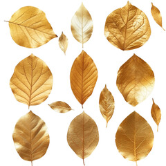 Obraz premium Gold autumn leaves isolated