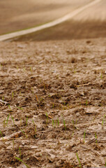Agricultural farm field of ploughed soil. Landscape with brown ground in early spring. Small sprouts of wheat Background copy space. Dirt road 