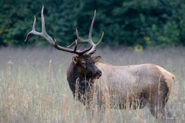 Smoky Mountain Bull Elk