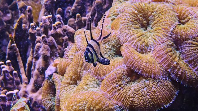 Close up view of a Banggai cardinal fish also known as pyjama fish swimming beside a reef underwater.