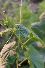 Young cucumber plants, sprouts with big green leaves growing in the open ground. Fresh eco-vegetables in garden concept