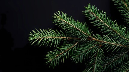 Fototapeta premium seamless background with coniferous branches pattern, coniferous, fir, 