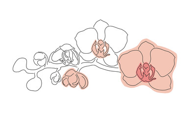 Hand drawn sketch line orchids flower  in one line and spot.