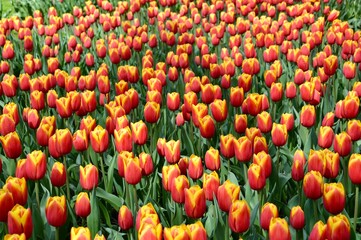red and yellow tulips at Keukenhof, Netherlands