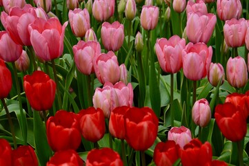Fototapeta premium field of pink tulips at Keukenhof, Netherlands