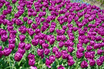 field of purple tulips at Keukenhof, Netherlands