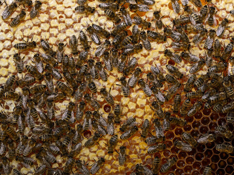 Bienen