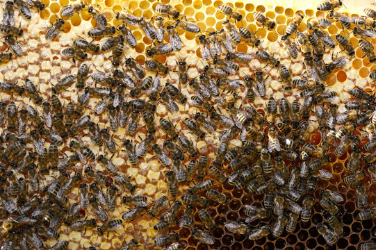 Bienen