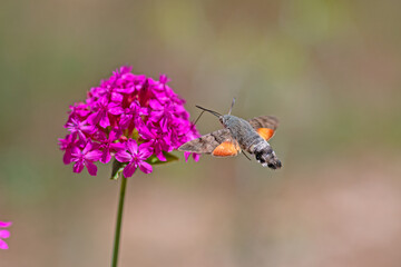 Hummingbird hawk-moth taking nectar from the pink flower.