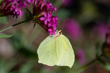 Brimstone butterfly on pink flower. Gonepteryx rhamni