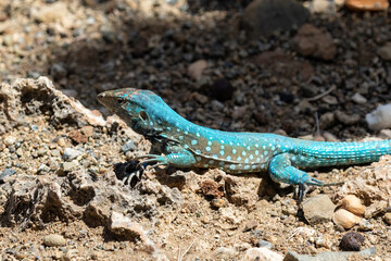 Naklejka na ściany i meble Aruba Whiptail Lizard (Cnemidophorus arubensis), standing on rocks and sand. Vibrant blue scales for mating season. 