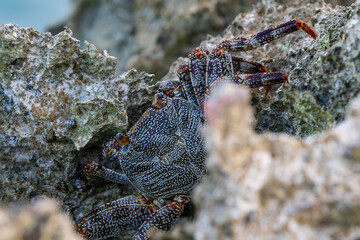 Speckled crab, crawling across rocks, on the shores of the island of Aruba. 
