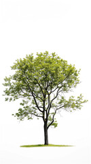 Obraz premium Tree on white background