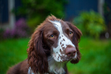english springer spaniel