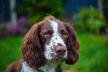 english springer spaniel